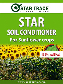 Sunflower-StarTrace Sunflower