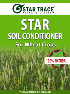 wheat-StarTrace wheat